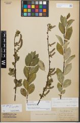 Foto von Salix stenostachya A. Kern.